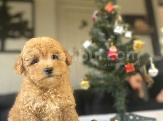 Mi̇ni̇ Boy Poodle Bebeği̇mi̇z görsel
