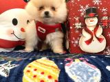 Teddy Bear Pomeranian Boo Ayı Surat