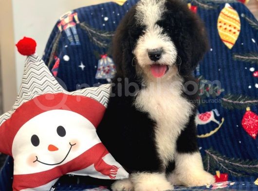 Amerikadan Ithal Bernedoodle Particolour görsel
