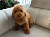 Red Brown Minatüt Poodle Yavrularımız A Kalite