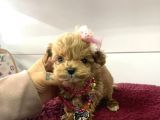 Üst Kalite Mini Maltipoo Yavrular