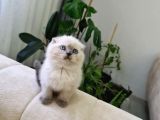 Ayı Surat British Shorthair Yavrular