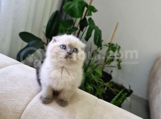 Ayı Surat British Shorthair Yavrular görsel