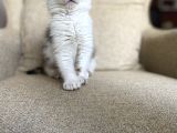 Treecolor Scotish Fold