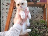 Sevgi Delisi Oğlumuz Yeni Yuvasını Arıyor British Shorthair