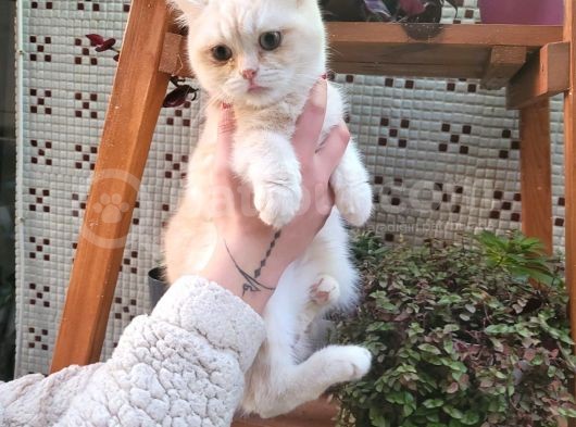 Sevgi Delisi Oğlumuz Yeni Yuvasını Arıyor British Shorthair görsel