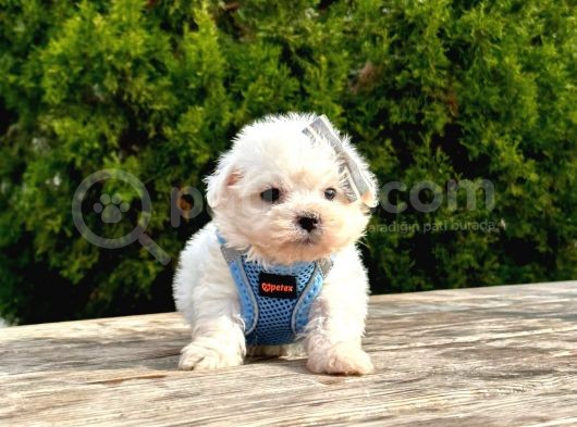 Sevimli Mini Boy Maltese Yavrular görsel