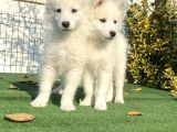 A Kali̇te Çi̇ftli̇ği̇mi̇zden Samoyed Bebekler