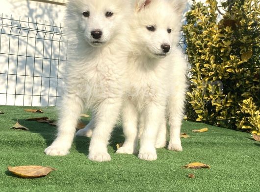 A Kali̇te Çi̇ftli̇ği̇mi̇zden Samoyed Bebekler görsel