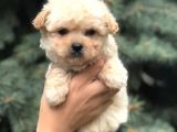 Birbirinden Güzel Maltıpoo Yavrular