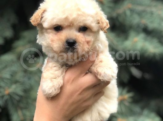 Birbirinden Güzel Maltıpoo Yavrular görsel