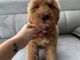 Özel Amerikan Gen Dev  Labradoodle Türkiye’de Tek Üreticisinden
