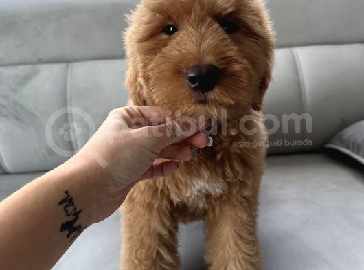 Özel Amerikan Gen Dev  Labradoodle Türkiye’de Tek Üreticisinden