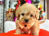 Dizayn Irk Sevimli Maltipoo Yavrular