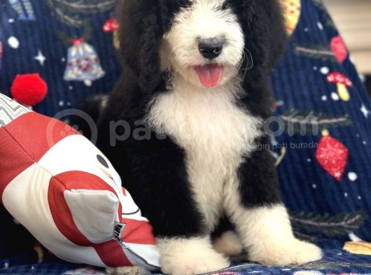 Bernadoodle Multigen Tüy Dökmeyen Özel Amerikan Irklar görsel