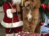 Medium Boy Particolour Australian Labradoodle