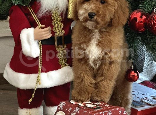 Medium Boy Particolour Australian Labradoodle görsel