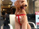 Labradoodle Hypoallerjenik Tüy Dökmeyen Amerikan Gen Yavrular