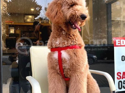 Labradoodle Hypoallerjenik Tüy Dökmeyen Amerikan Gen Yavrular görsel