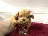 Üst Kalite Mini Maltipoo Yavrular