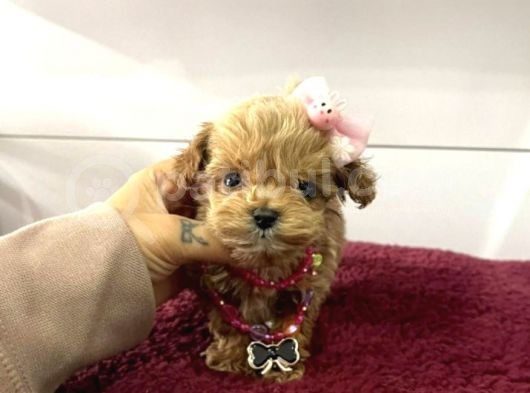 Üst Kalite Mini Maltipoo Yavrular görsel