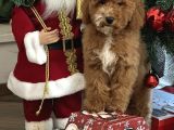 Medium boy Particolour Australian labradoodle