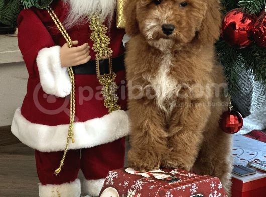 Medium Boy Particolour Australian Labradoodle
