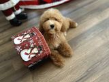 Medium Labradoodle Özel Nadir Renk Yavrular