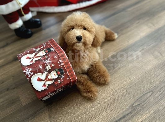 Medium Labradoodle Özel Nadir Renk Yavrular görsel