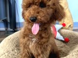 Medium Boy Labradoodle Özel Yavrular