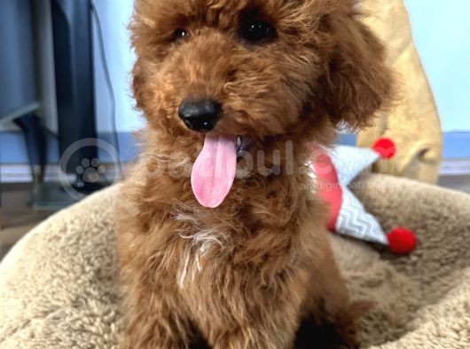 Medium Boy Labradoodle Özel Yavrular görsel