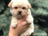 Birbirinden Güzel Maltıpoo Yavrular