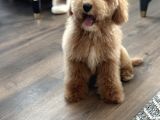 Medium Labradoodle Özel Nadir Renk Yavrular