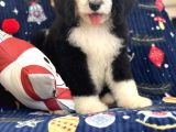 Bernadoodle Multigen Tüy Dökmeyen Özel Amerikan Irklar