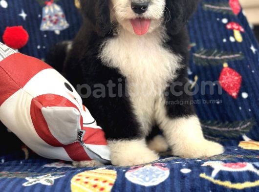 Bernadoodle Multigen Tüy Dökmeyen Özel Amerikan Irklar görsel