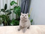 Ayı Surat British Shorthair Yavrular