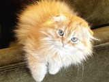 Kendi Yavrularımız Scottish Fold Longhair