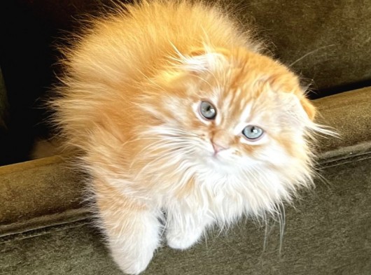 Kendi Yavrularımız Scottish Fold Longhair görsel