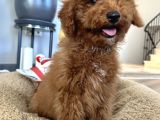 Medium Boy Labradoodle Özel Yavrular