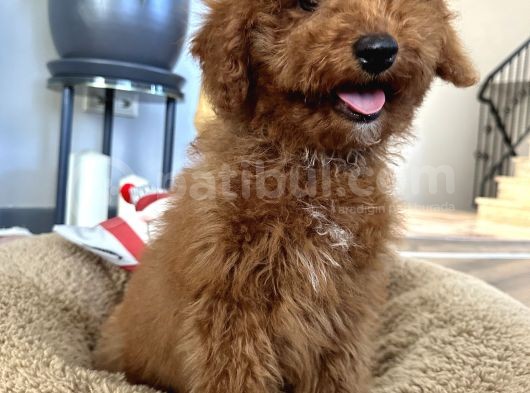Medium Boy Labradoodle Özel Yavrular görsel