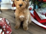 Goldendoodle Hypoallerjenik Dev Boy Yavrular