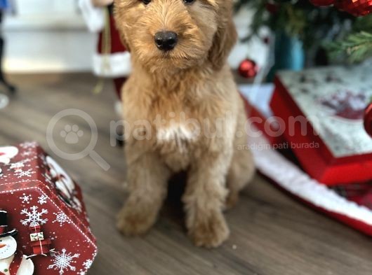 Goldendoodle Hypoallerjenik Dev Boy Yavrular görsel