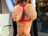 Labradoodle Hypoallerjenik Tüy Dökmeyen Amerikan Gen Yavrular