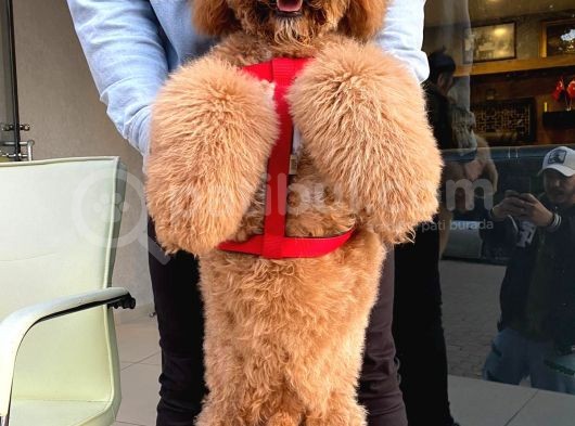Labradoodle Hypoallerjenik Tüy Dökmeyen Amerikan Gen Yavrular