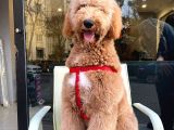 Labradoodle Hypoallerjenik Tüy Dökmeyen Amerikan Gen Yavrular