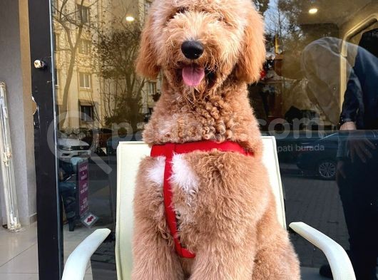 Labradoodle Hypoallerjenik Tüy Dökmeyen Amerikan Gen Yavrular görsel