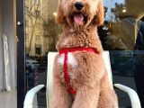 Labradoodle Hypoallerjenik Tüy Dökmeyen Amerikan Gen Yavrular