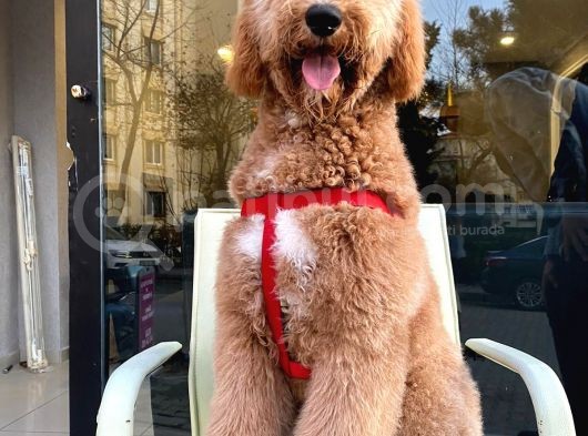 Labradoodle Hypoallerjenik Tüy Dökmeyen Amerikan Gen Yavrular görsel