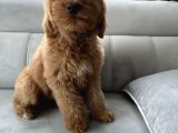 Özel Amerikan Gen Dev  Labradoodle Türkiye’de Tek Üreticisinden