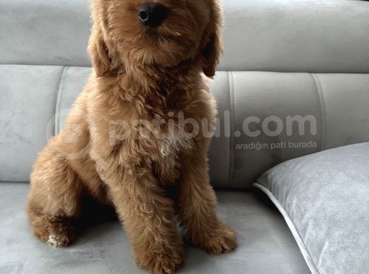 Özel Amerikan Gen Dev  Labradoodle Türkiye’de Tek Üreticisinden görsel